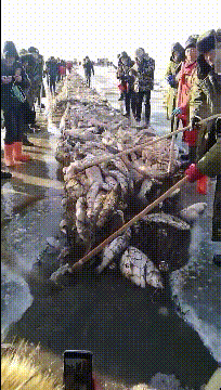 头鱼可以拍出几百万，真那么好吃[笑哭]