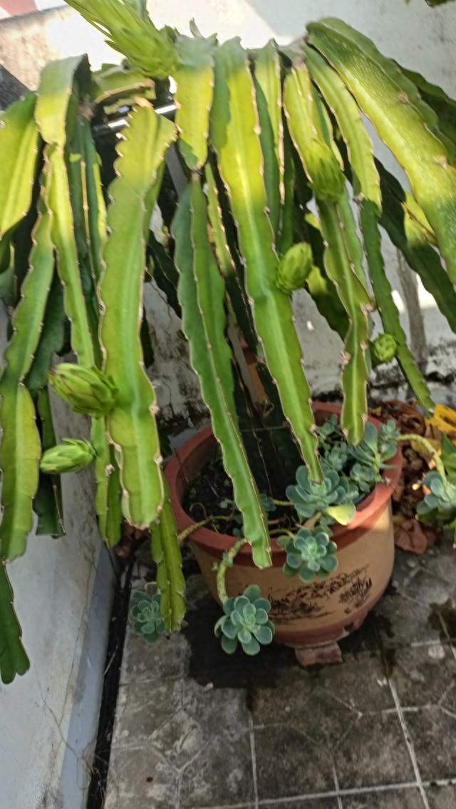 楼顶盆栽火龙果，枝条挂满花苞，等待甜密收获