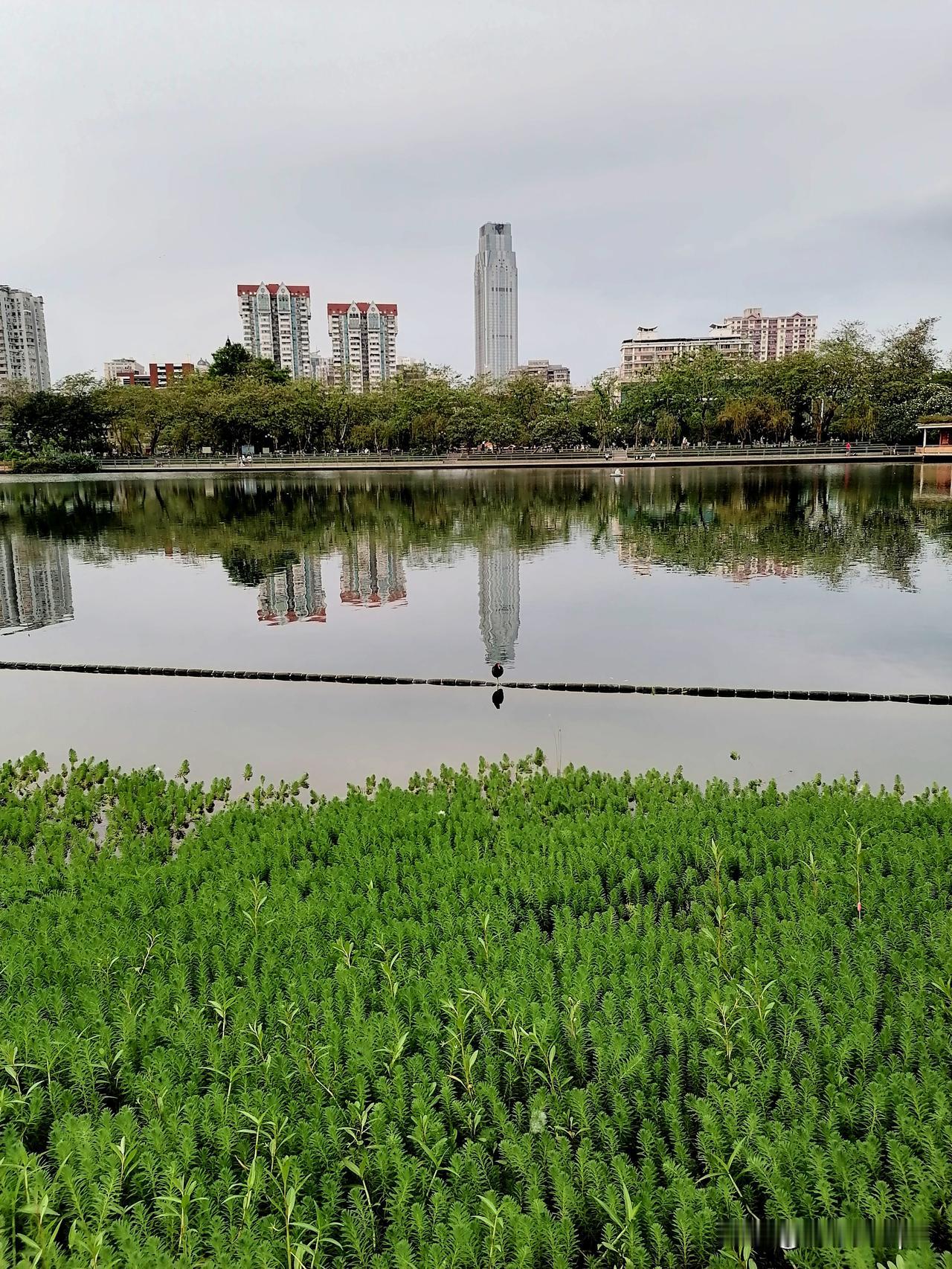 东山湖公园日落时分景色随手拍。