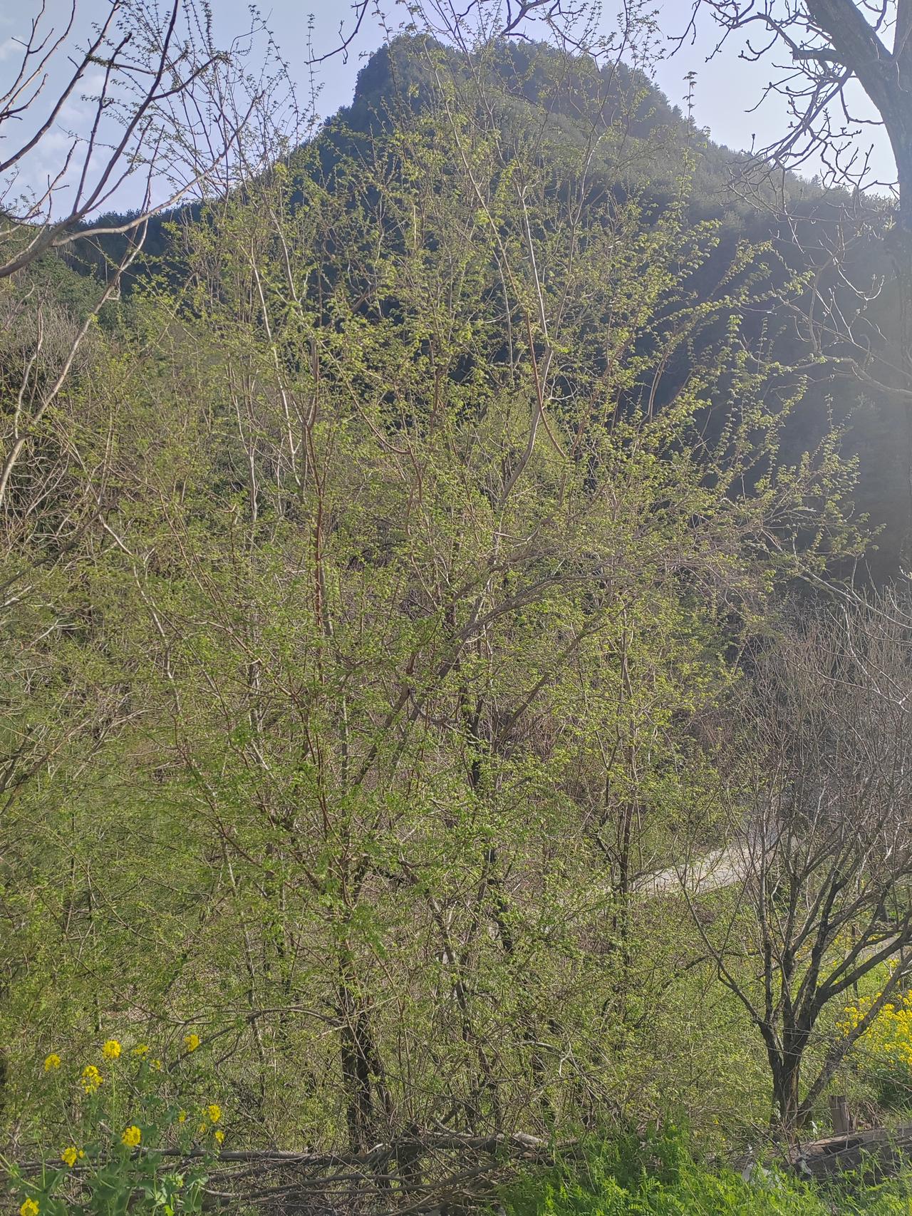 作者：于买
游子千里赶故乡，
清明祭扫上柱香。
一脉相传祭祖情。
路远心牵追远祖