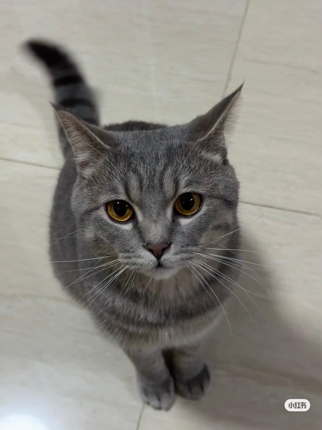 为什么这种灰色狸花猫在我们这几乎没有见过，去搜只有云南四川多。很神奇。神兽们