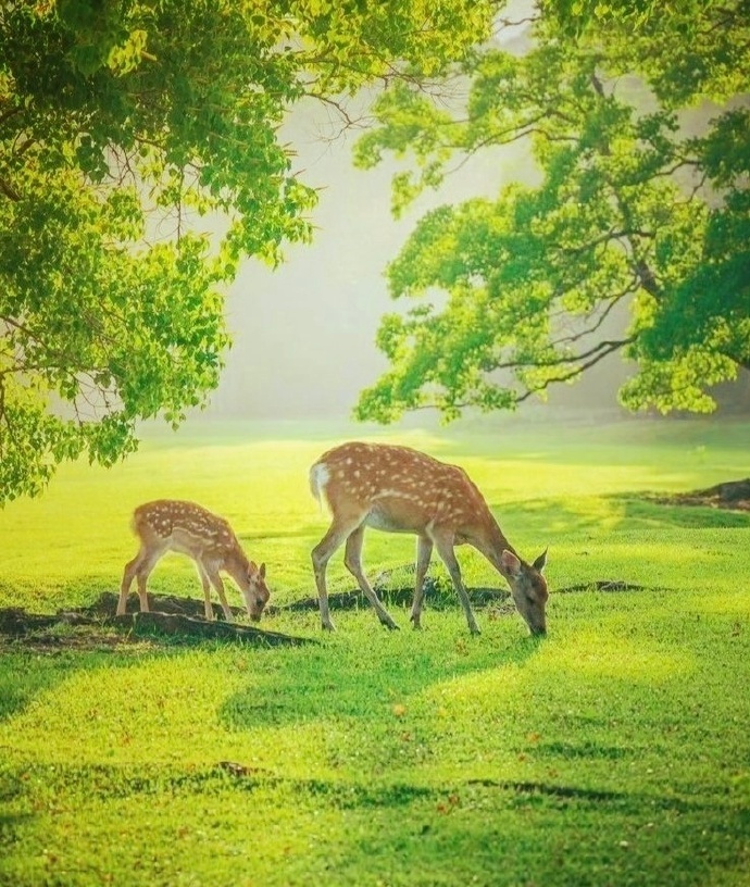 林深见鹿，点赞签收双倍好运和福禄 ​ ​​​