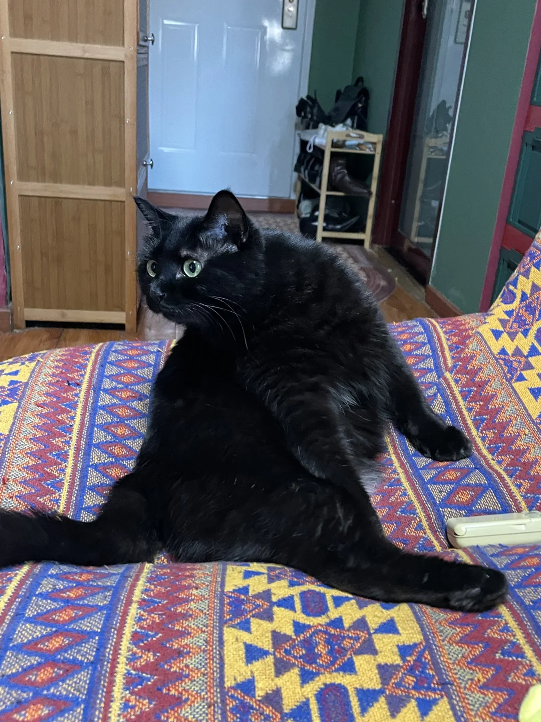 警惕！像这样呆傻的小猫都一个样…