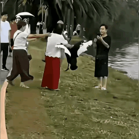 网友吵翻了：很多人去景区里玩，一女子为了拍照竟然把天鹅抓在手里，天鹅在她手里挣扎