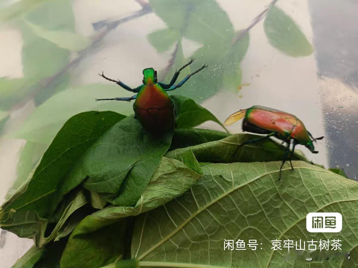 金龟子活体十只，云南本地采集，金属橙色，状态好，颜色亮，适合养虫、异宠爱好者，桌