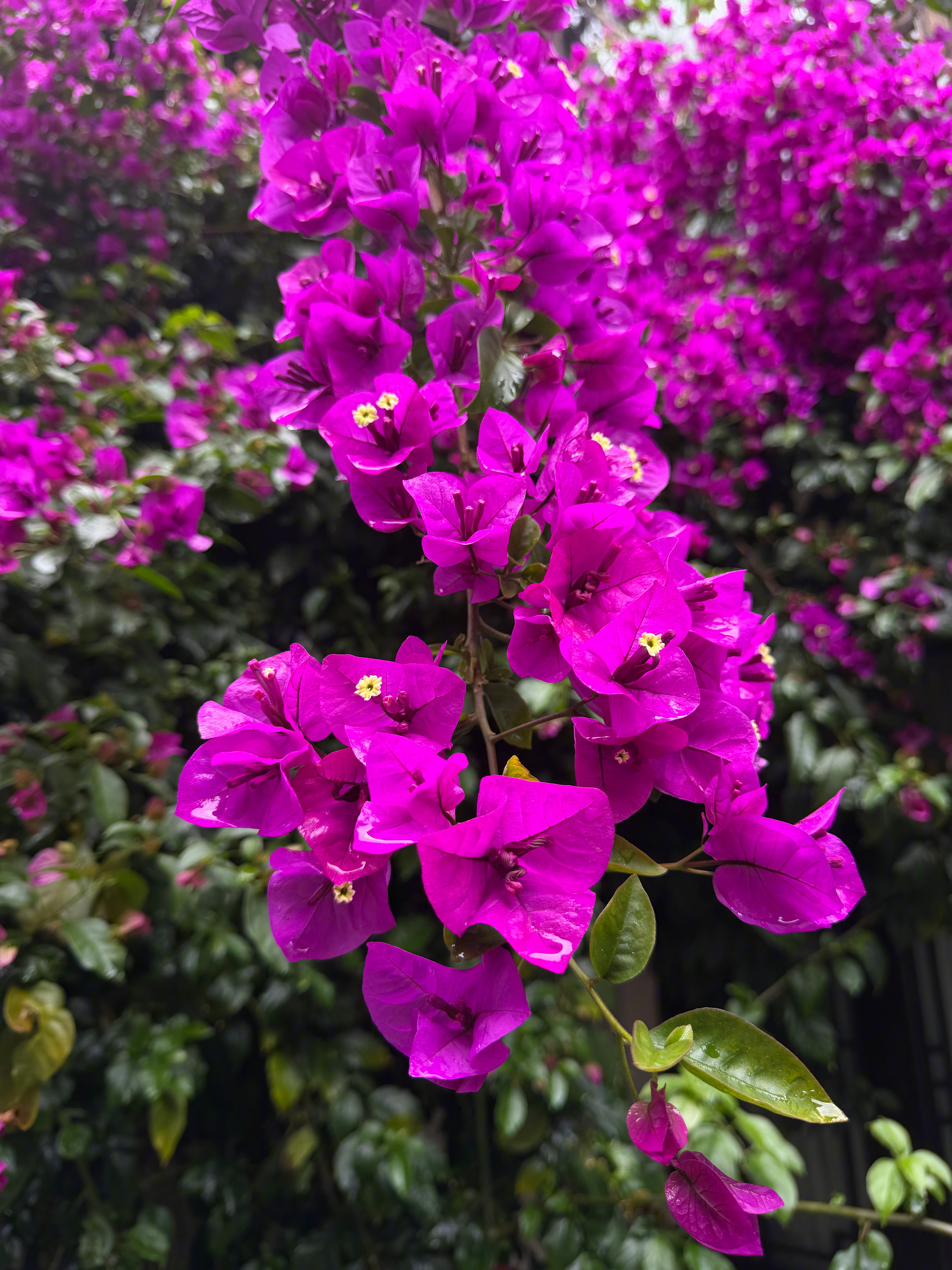 雨天，觉行小院的各种绽放…… 
