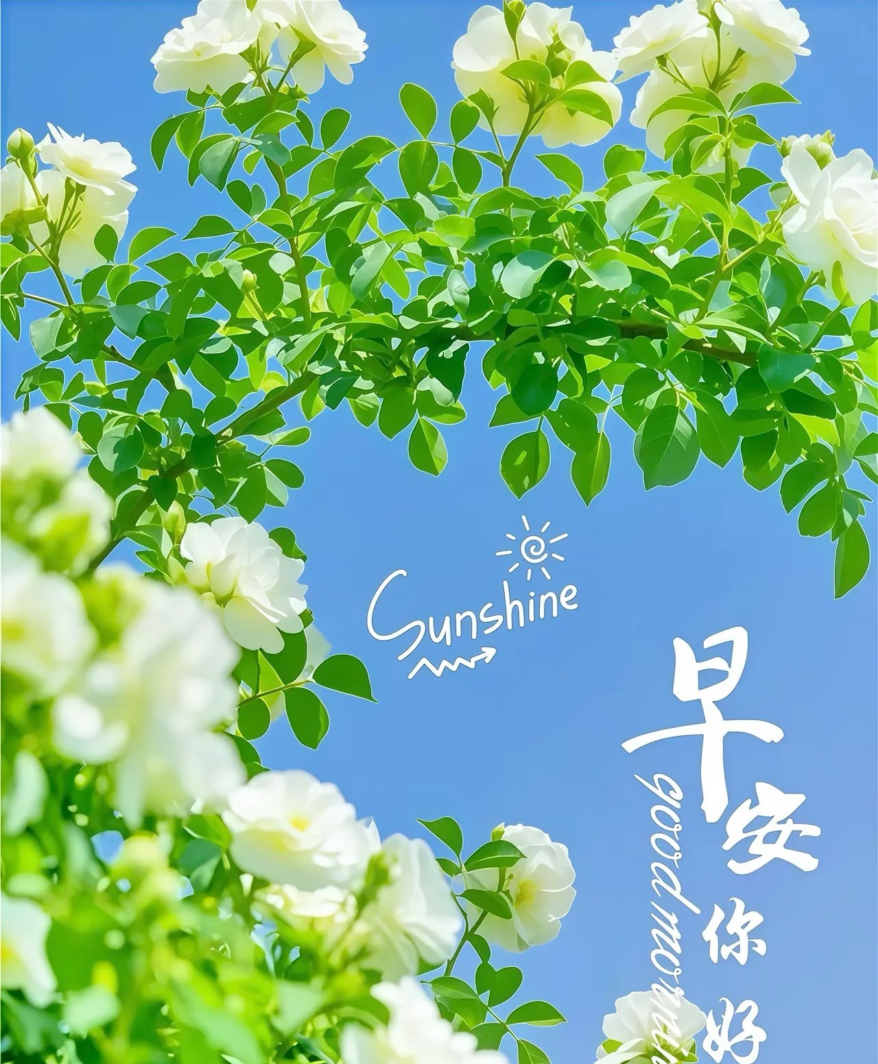 ʰᵃᵖᵖʸ ᴍᴏʀɴɪɴɢ〰🌱📷怀着理想与信念，向着未知勇敢进发，在晨曦中拥