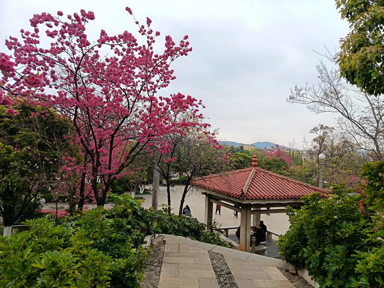 比起昆明动物园和樱花公园，曲靖大花桥公园的樱花在数量上确实少了一些。

如果把昆