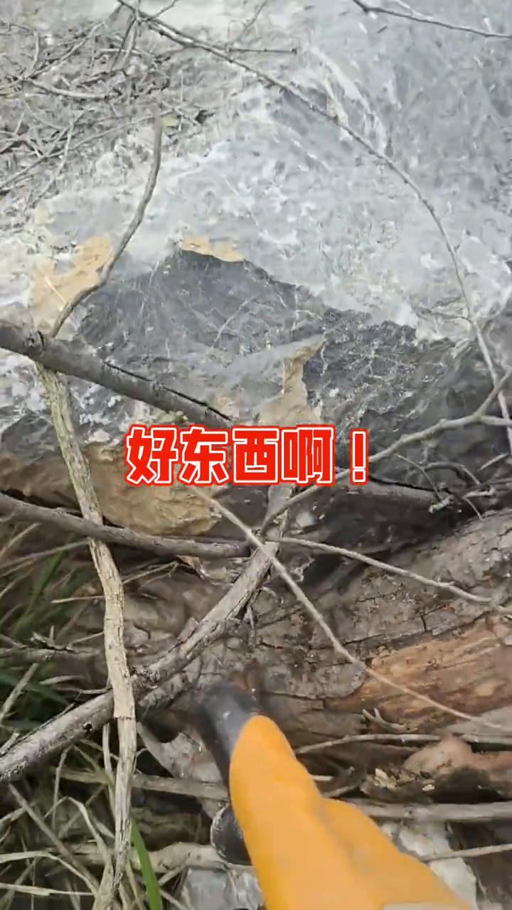 我崽，好东西，被石头压着了，抬不动。