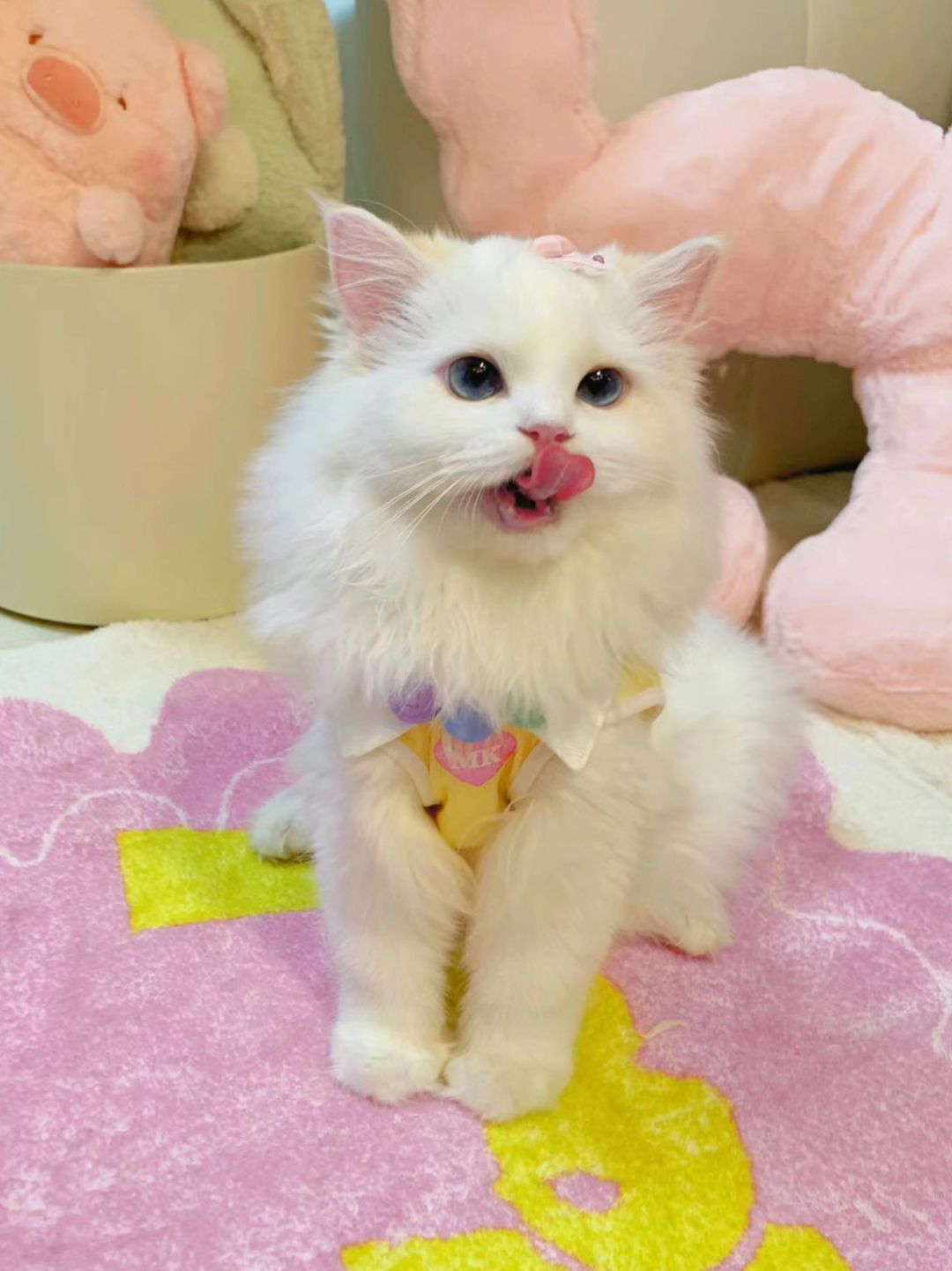 介绍一下 这是我富养出来的精致小猫