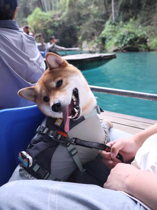 我小狗也是看过蓝色的海啦💦