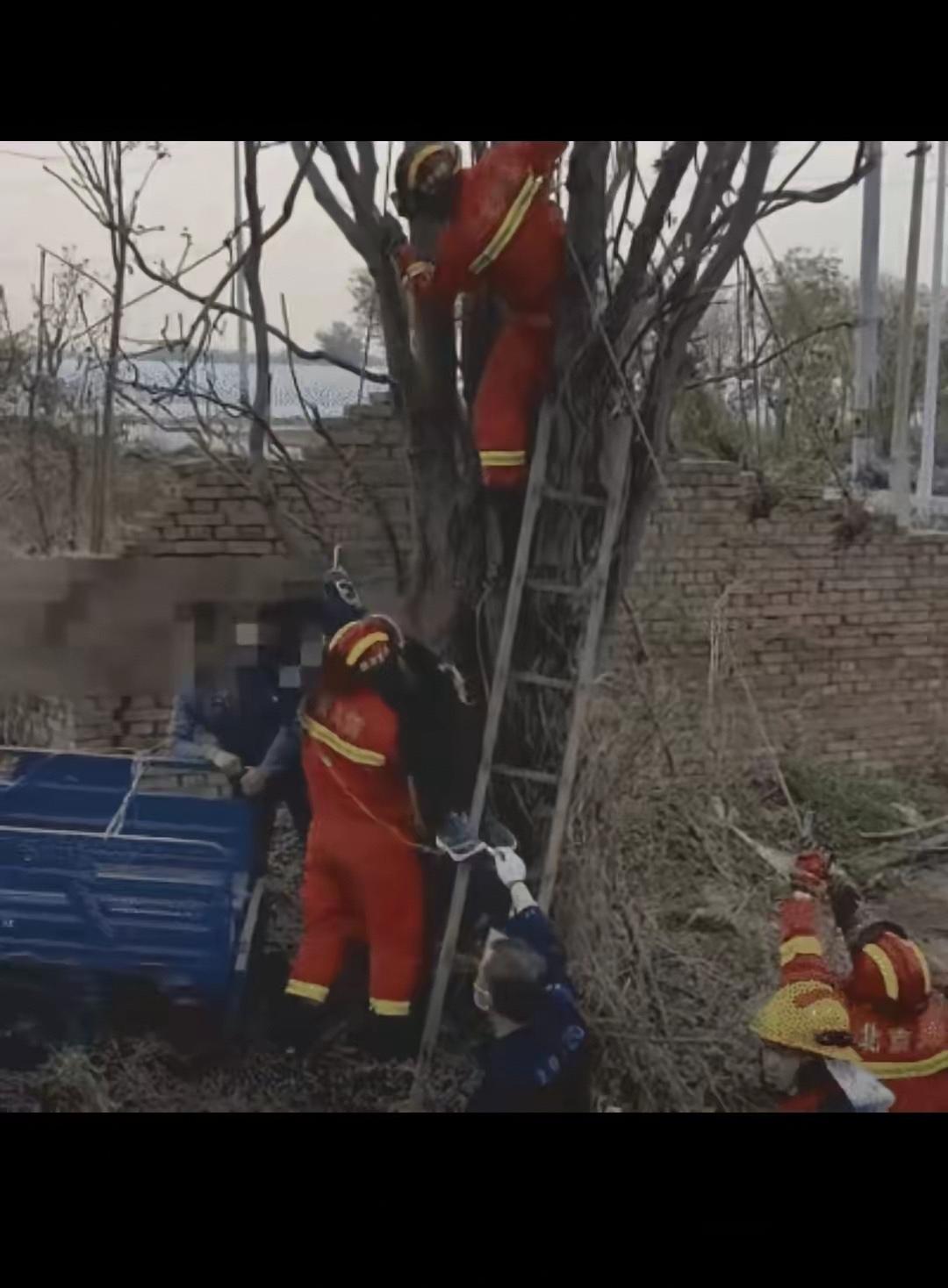 凌晨五点的郊外树林，谁能想到抬头撞见这一幕！
 
北京顺义一位村民早起下地，
竟