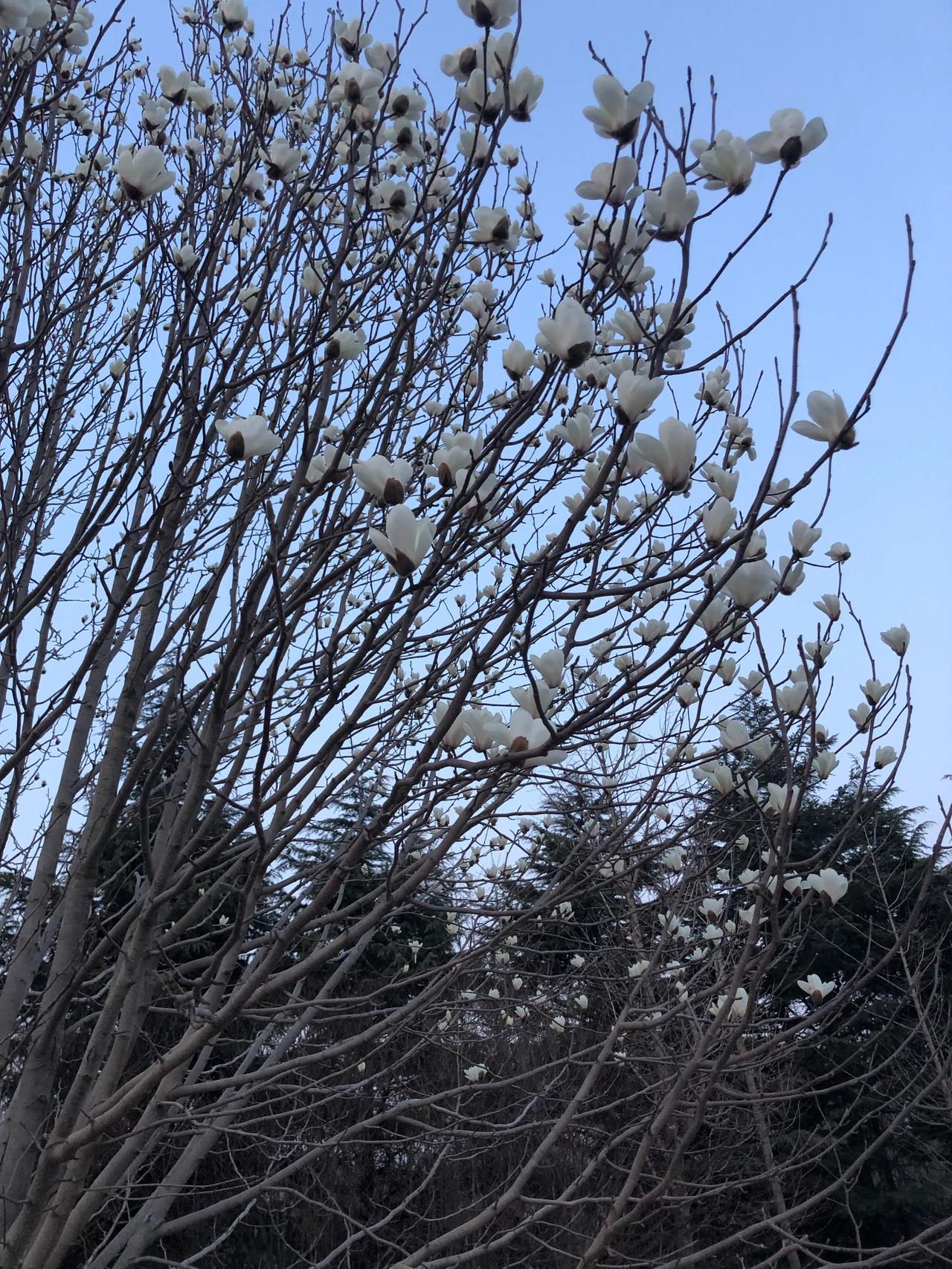 今天回家最高兴的事
就是忽然发现自家院子里
白玉兰花开了
这是报春花
喜讯连连