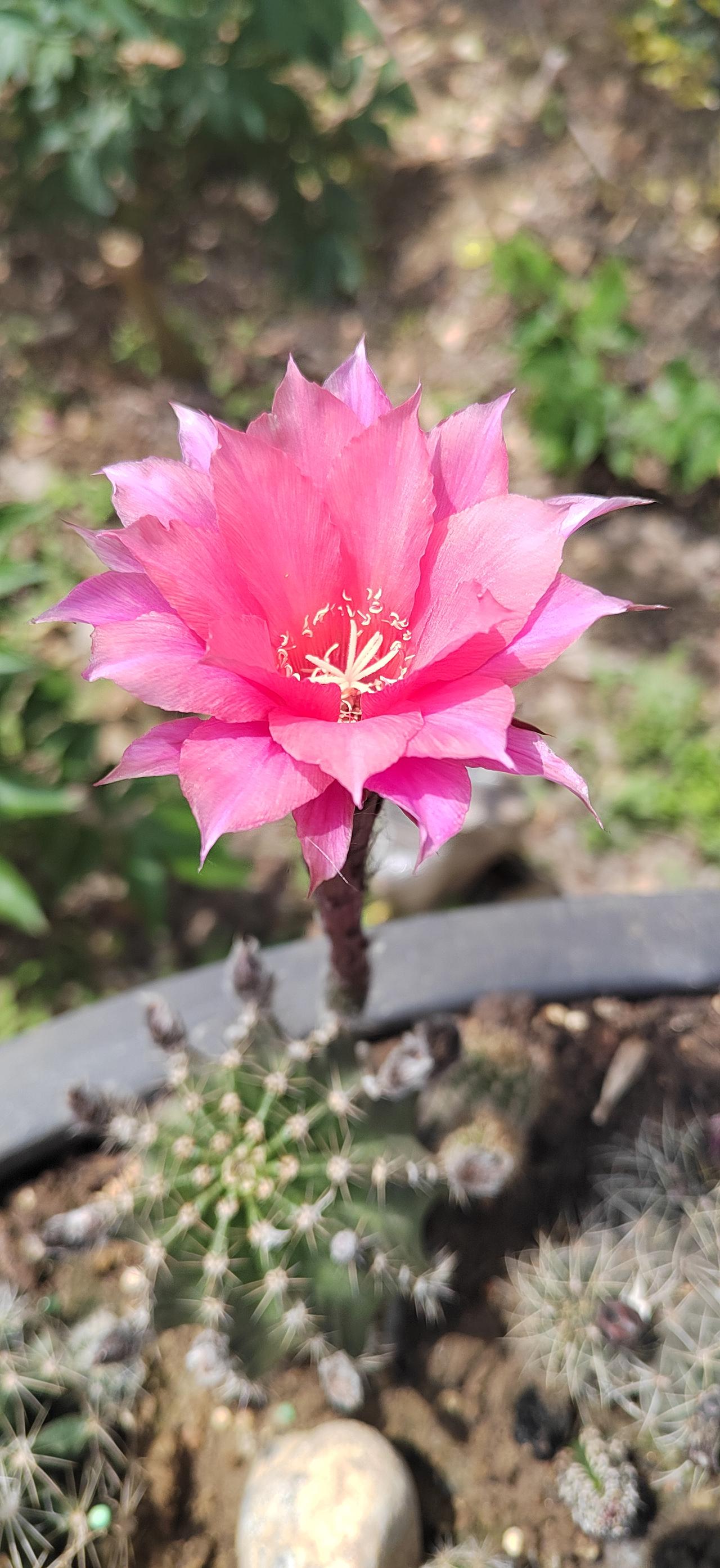 仙人球开花🌸