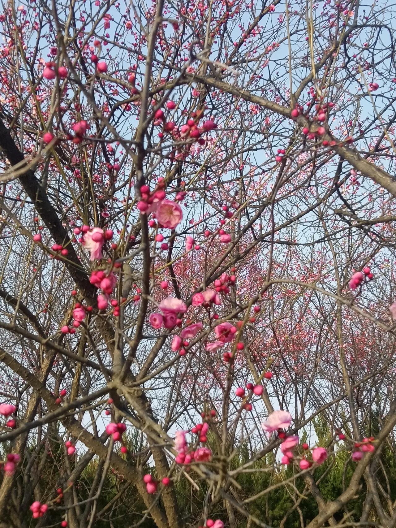 春节过后钱包瘪瘪，穷困潦倒的感觉真不好受，可春天不管这些，花朵依旧开得灿烂。就像