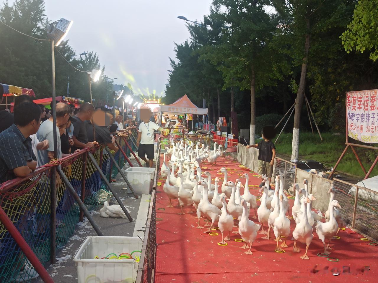 什么时候套圈都换上动物了，鸡鸭鹅兔，猫狗鸟虫都有。关在笼子里，在嘈杂的环境中，惊