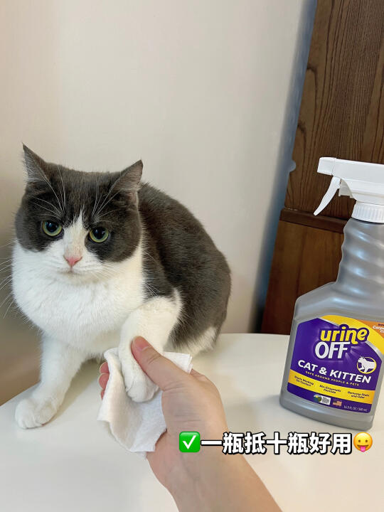 小猫咪不洗🦶是不可以上床的！