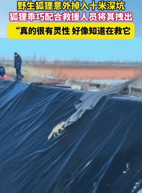 太有灵性了！内蒙古一野生狐狸意外掉入10米深坑，救援人员拿来长布，狐狸乖巧配合，