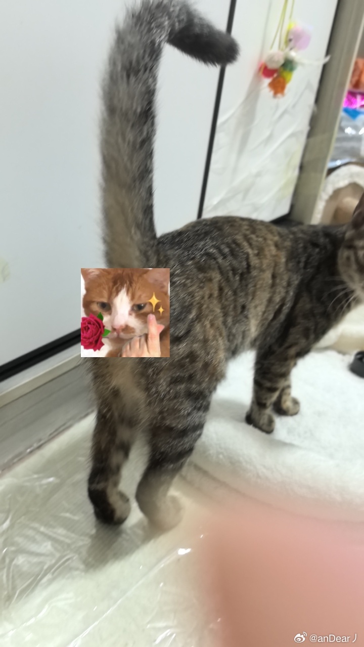 有没有铲屎官觉得 猫咪屁股后面大腿根那几撮毛很好摸？ 