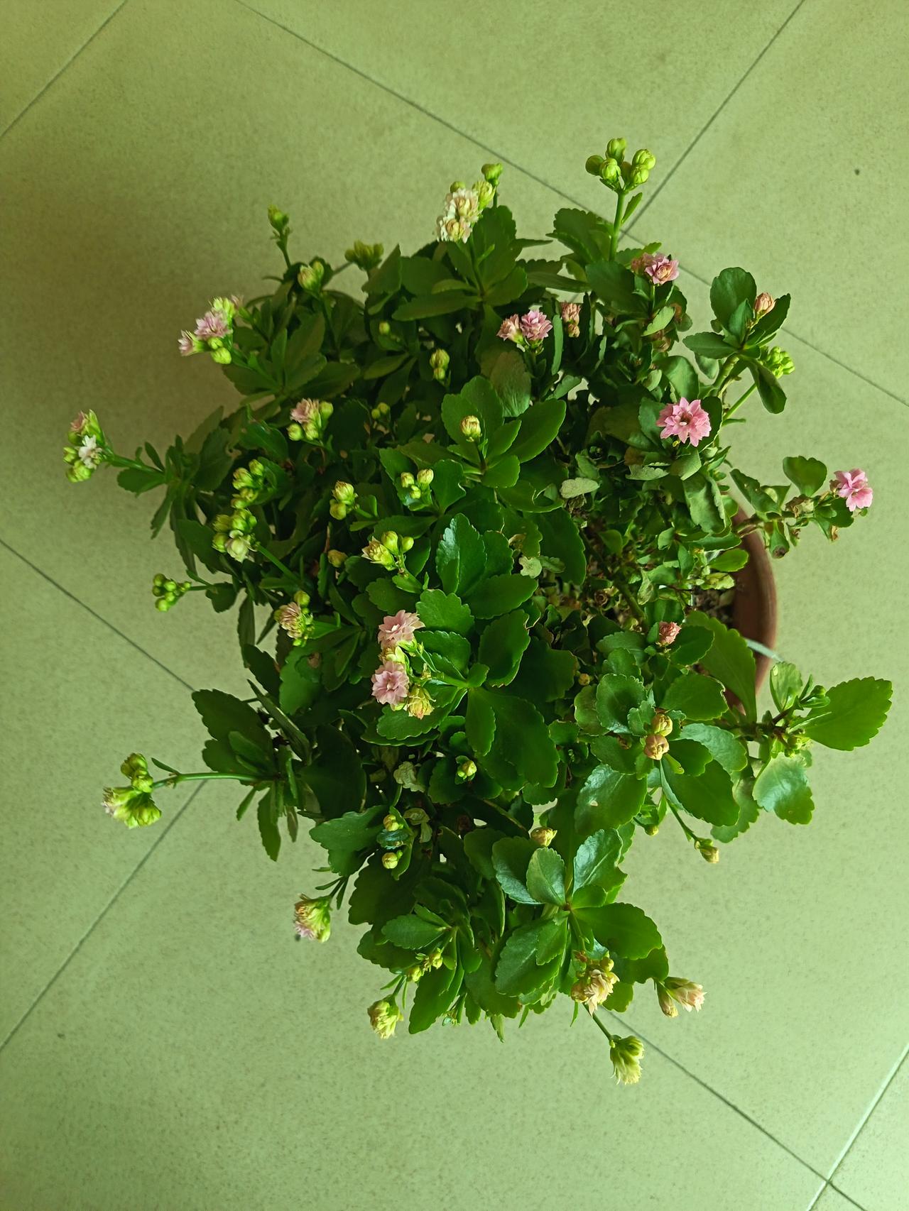 春日生活打卡季