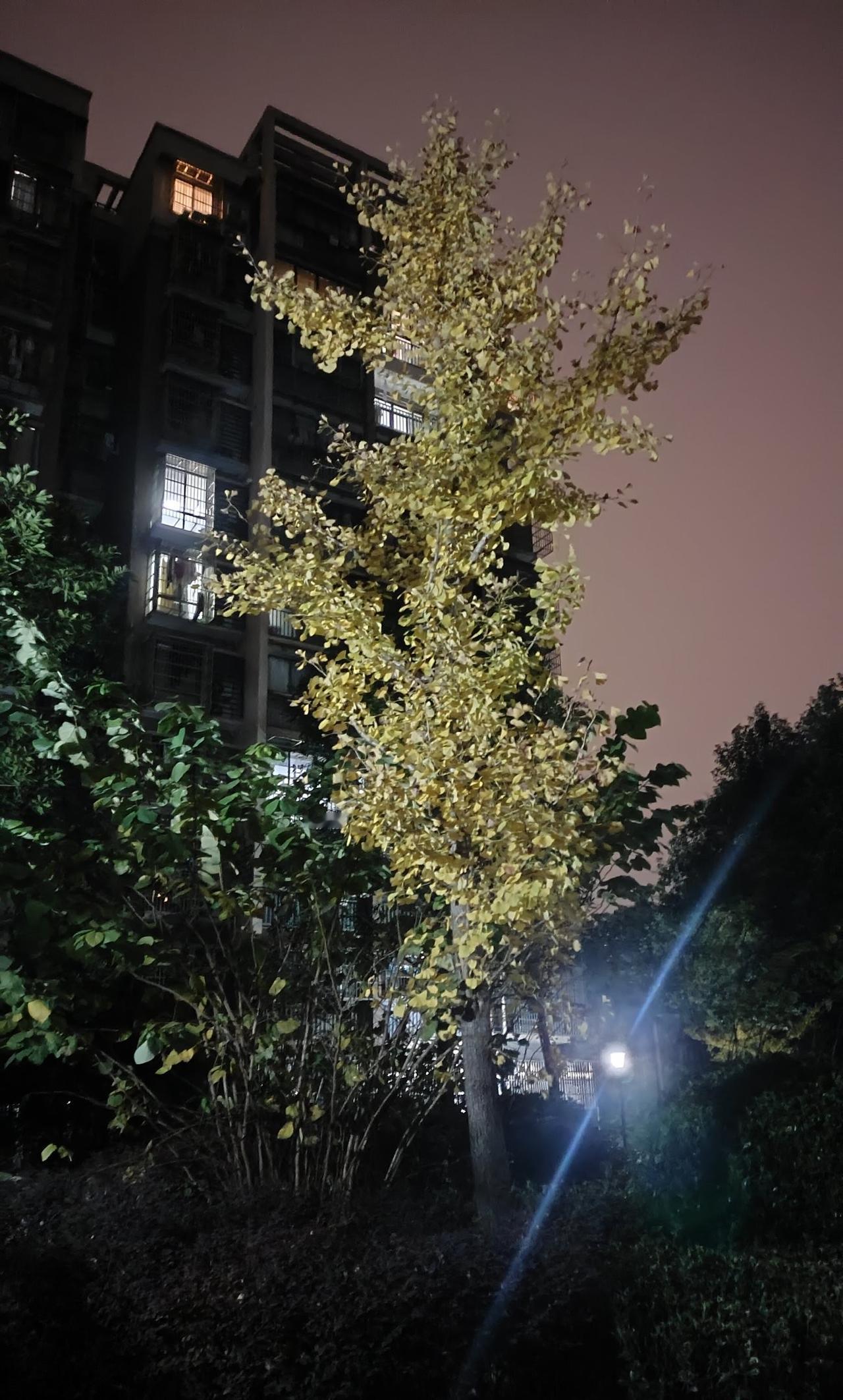 同一个位置，三颗银杏树的叶子颜色不一致，猜一下哪一棵先