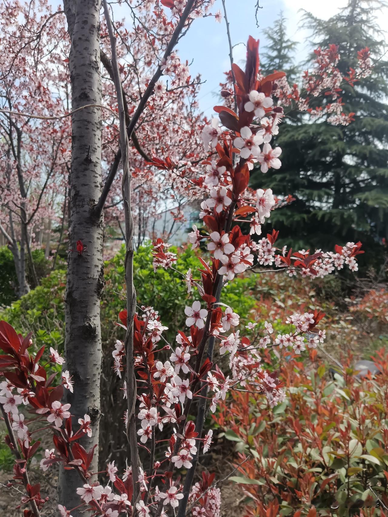 七绝//嫩叶别样红
楚楚临风沐暖晖，
敢同老树竞芳菲。
桃夭灼灼胭脂色，
不比新