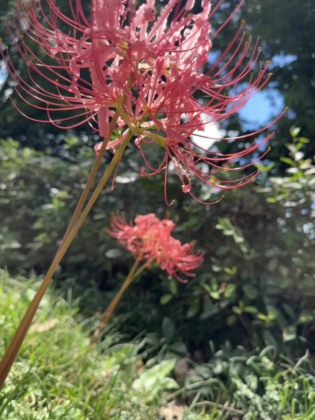 这花是什么花 真美