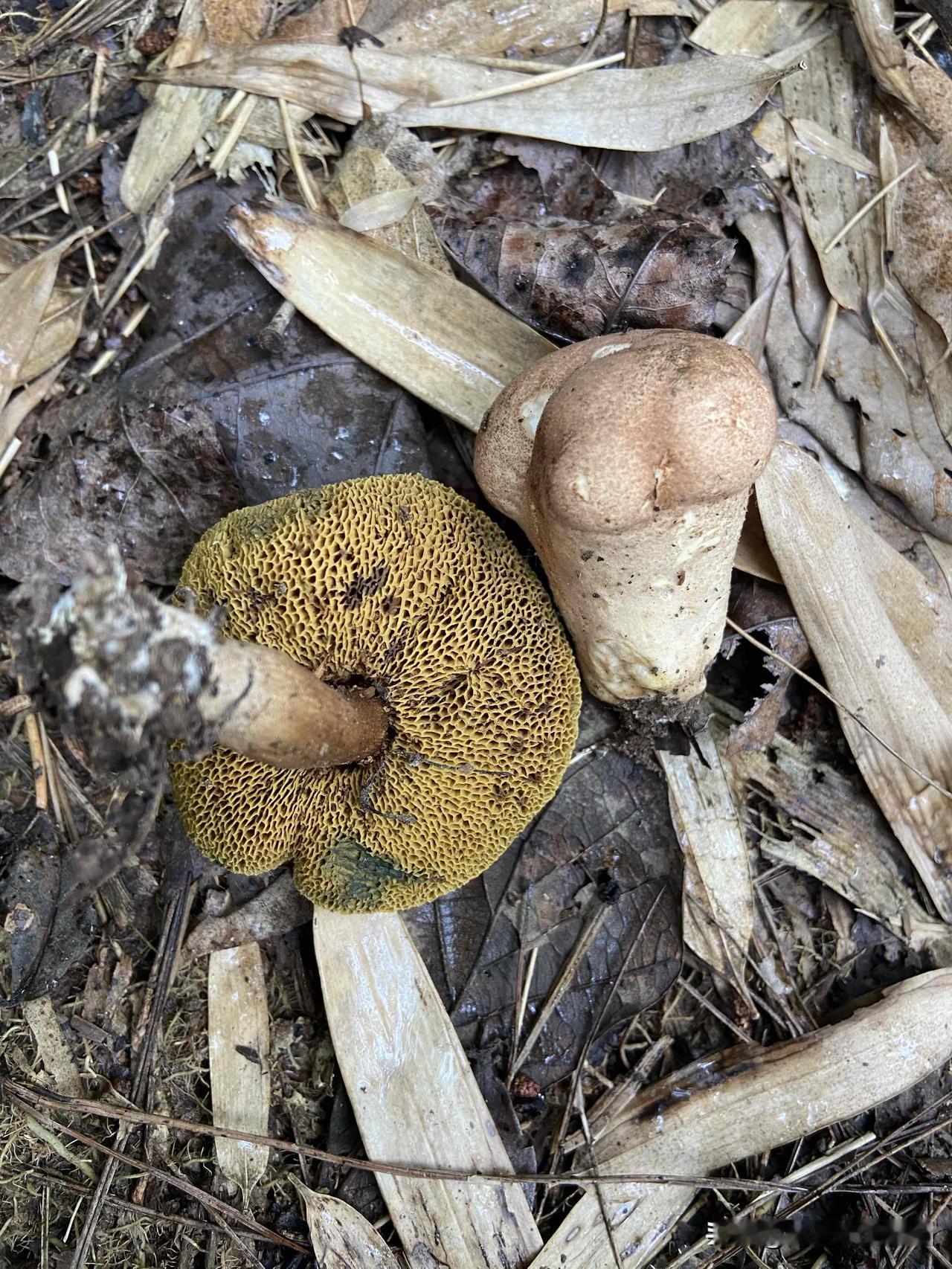 竹林边上发现这样的蘑菇，是不是猴头菇？长得挺像的，能不能吃呢？有认识的朋友吗？这