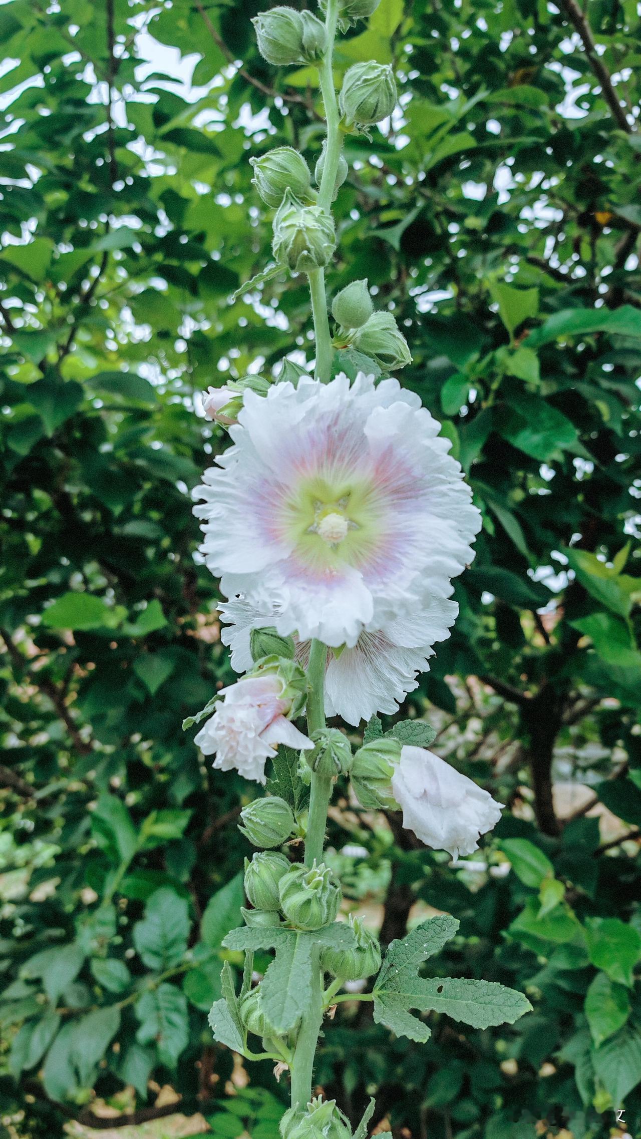 夏日生活打卡季漂亮的蜀葵