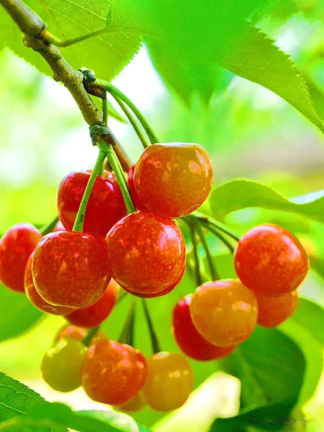 又到了吃樱桃🍒的季节了