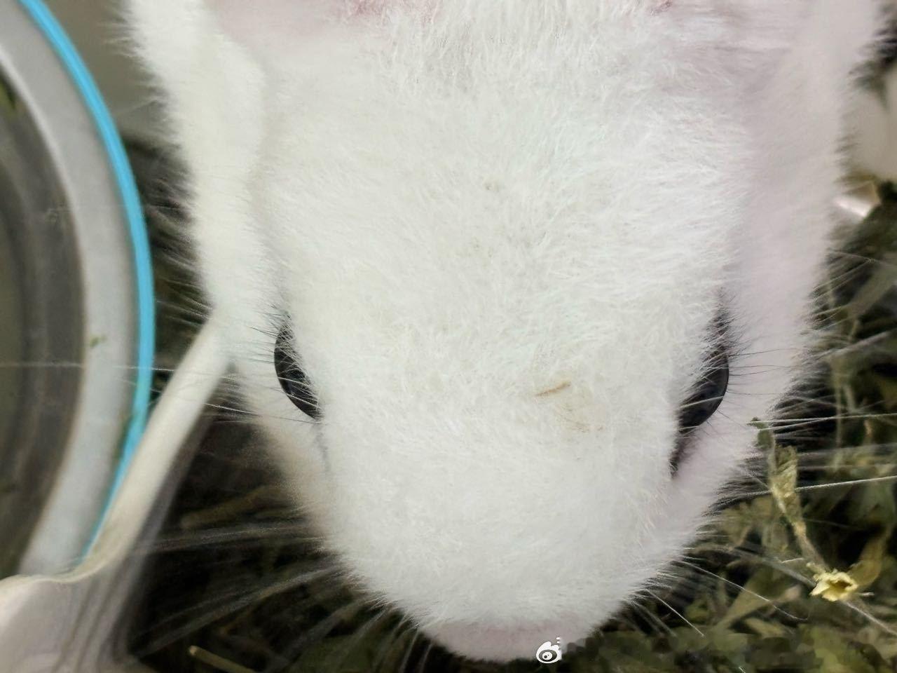 15300🐇【若有所思】的涡虫 ​​​