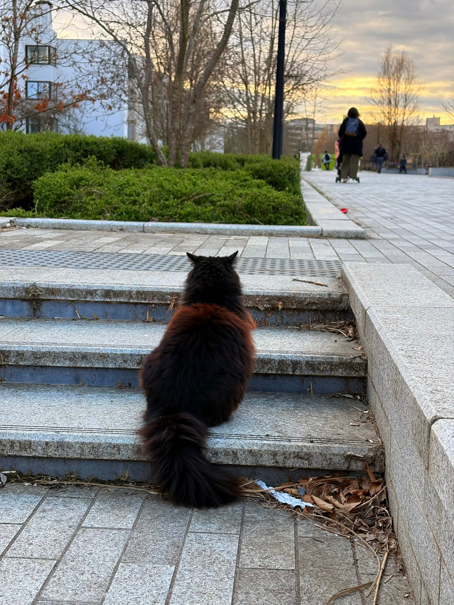 请问这个品种是山东狮子猫吗？？红黑色也太好看了吧~小红薯和黑X上都刷到这只咪咪了