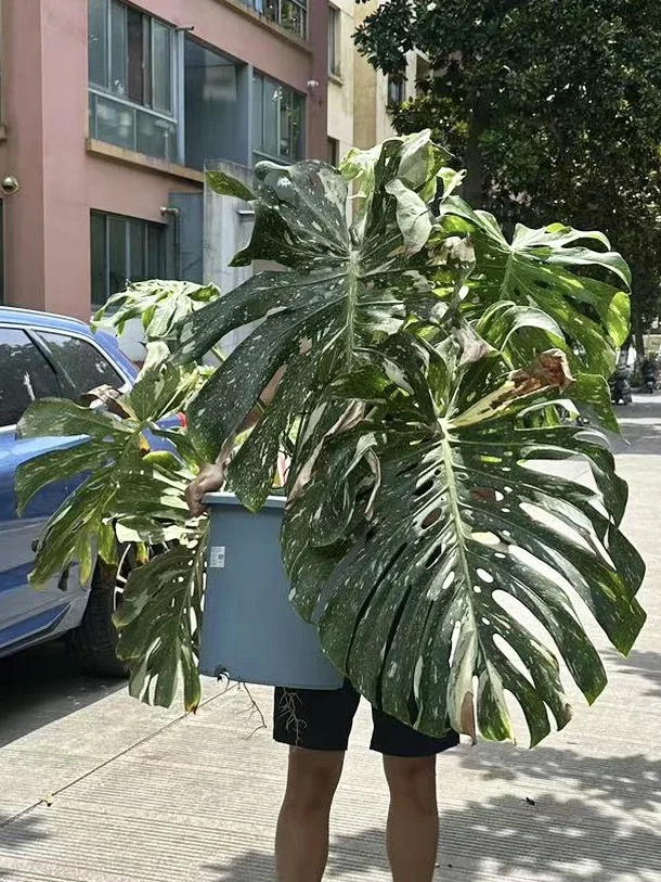 白嫔离宫修行，洒金公主托付华妃抚养