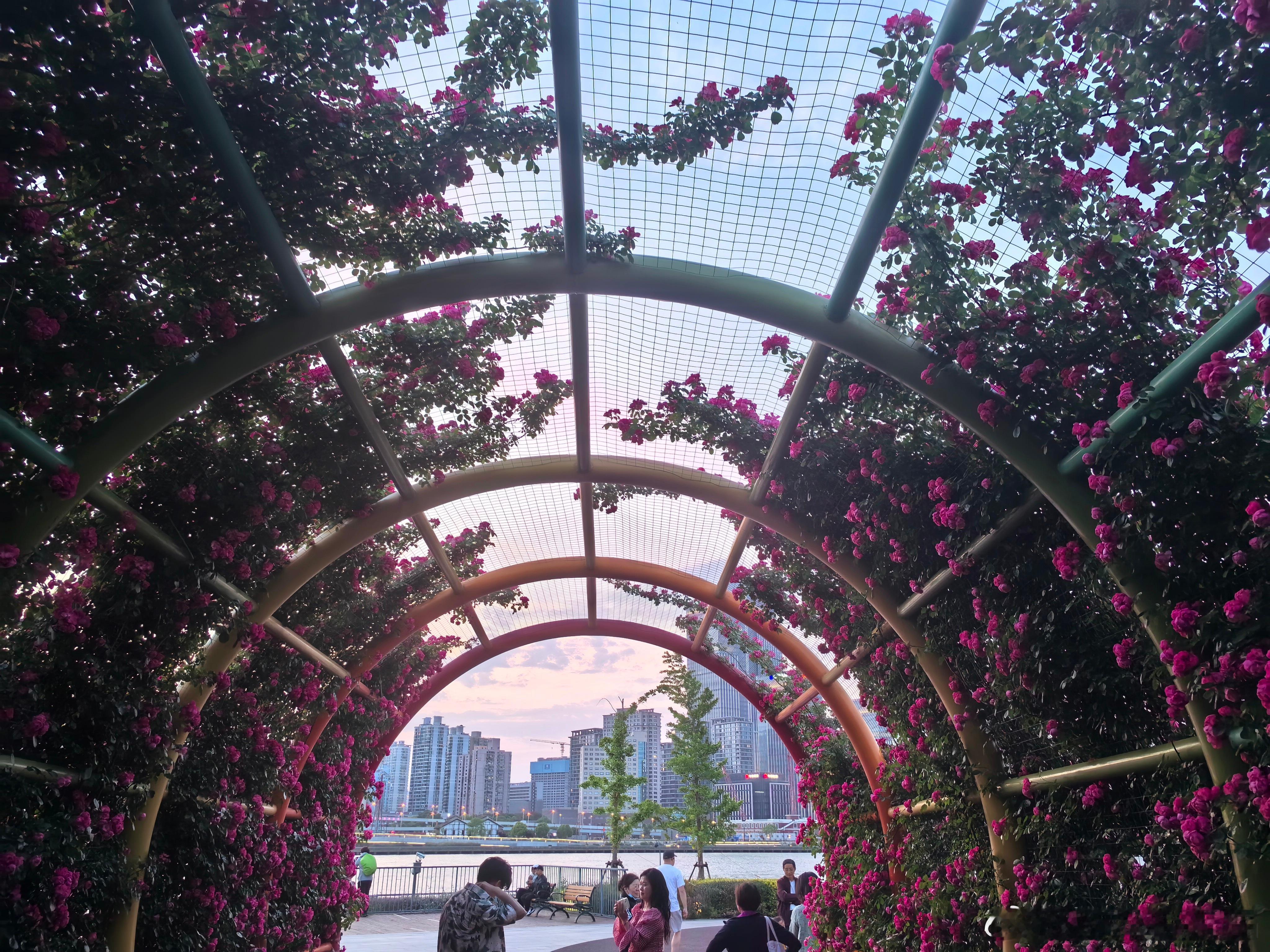 蓝调时间的黄浦江畔，月季花盛开。 ​​​