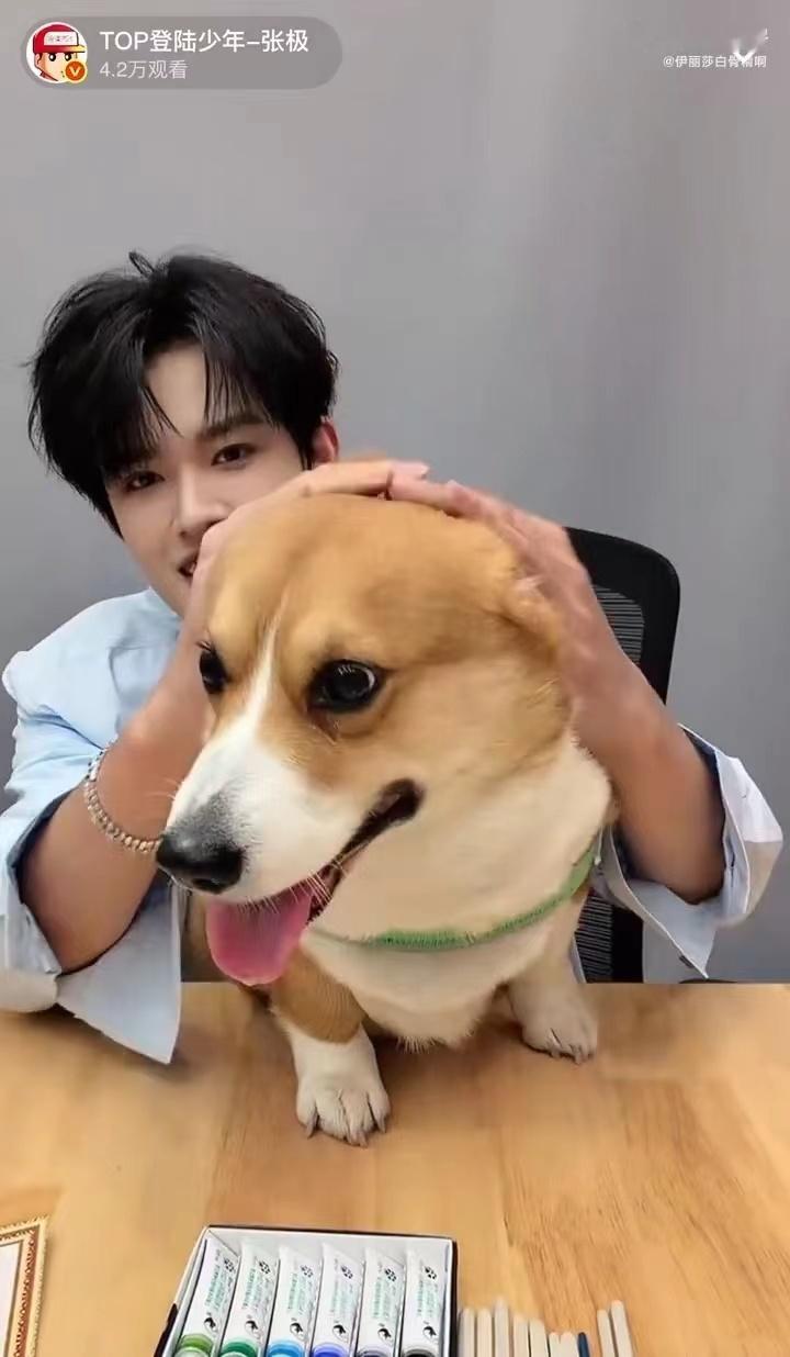 张极带狗直播张极带啵啵直播点开直播被张极和啵啵可爱晕，小狗乖巧陪伴，温柔互动甜度
