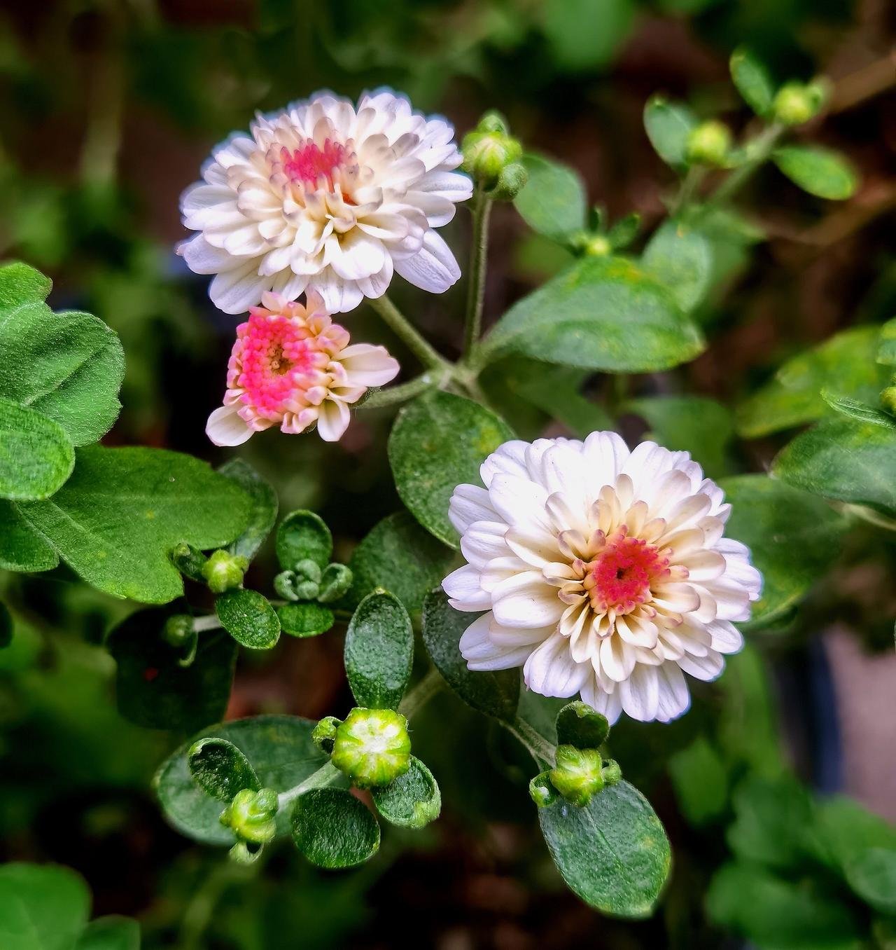 小区里的菊花和翠菊菊花