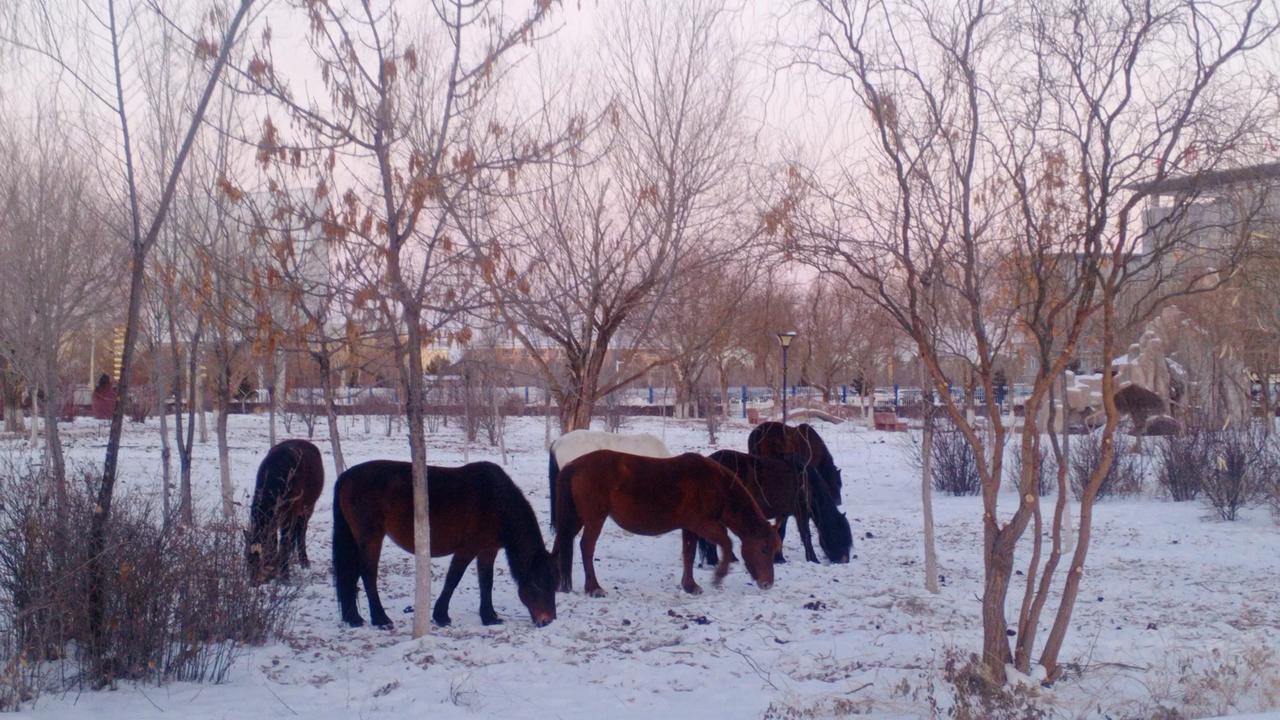 分享一组雪照片新疆兵团第十师北屯市一八七团丰庆的