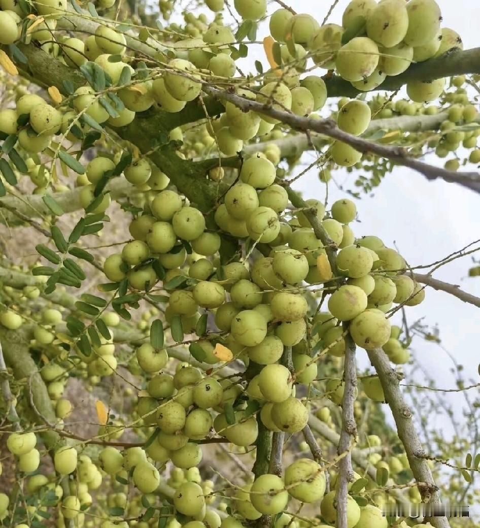 南方的朋友不要说话，你知道这个什么水果吗？