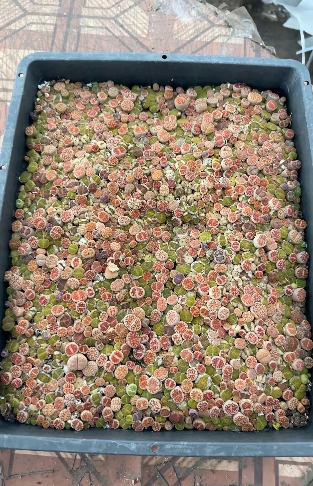 有人喜欢养这个吗？ 