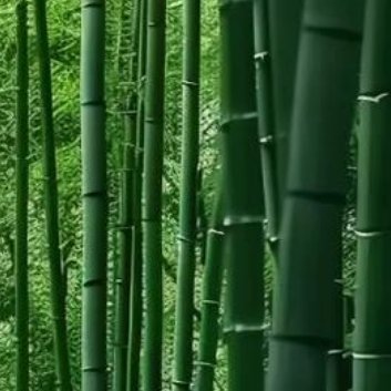 种植 🍃绿竹种植方法一、养殖环境1、土壤：养殖绿竹的土壤以透气性佳，肥沃、微酸