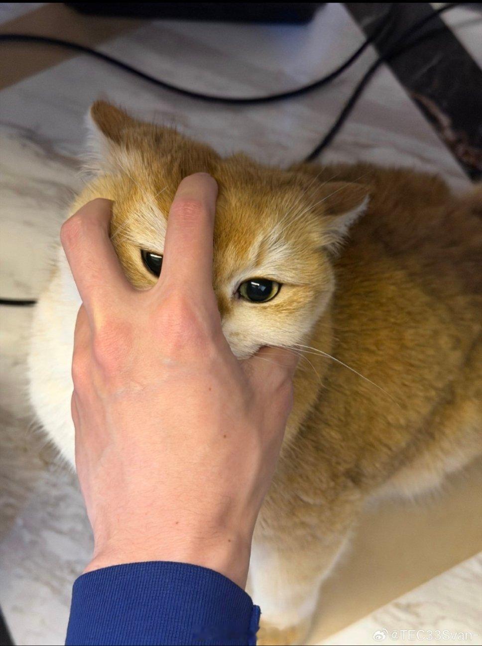 呆呆巴掌脸具象化萌～～oo33的鸽和平精英职业联赛2026pel