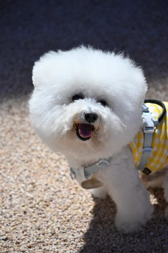 今天是开心小狗😋