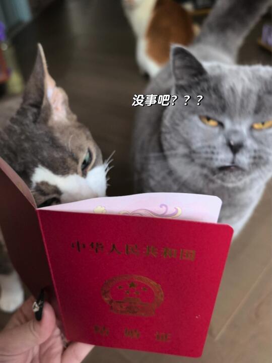 关于领证 我家蓝猫不同意？？？！