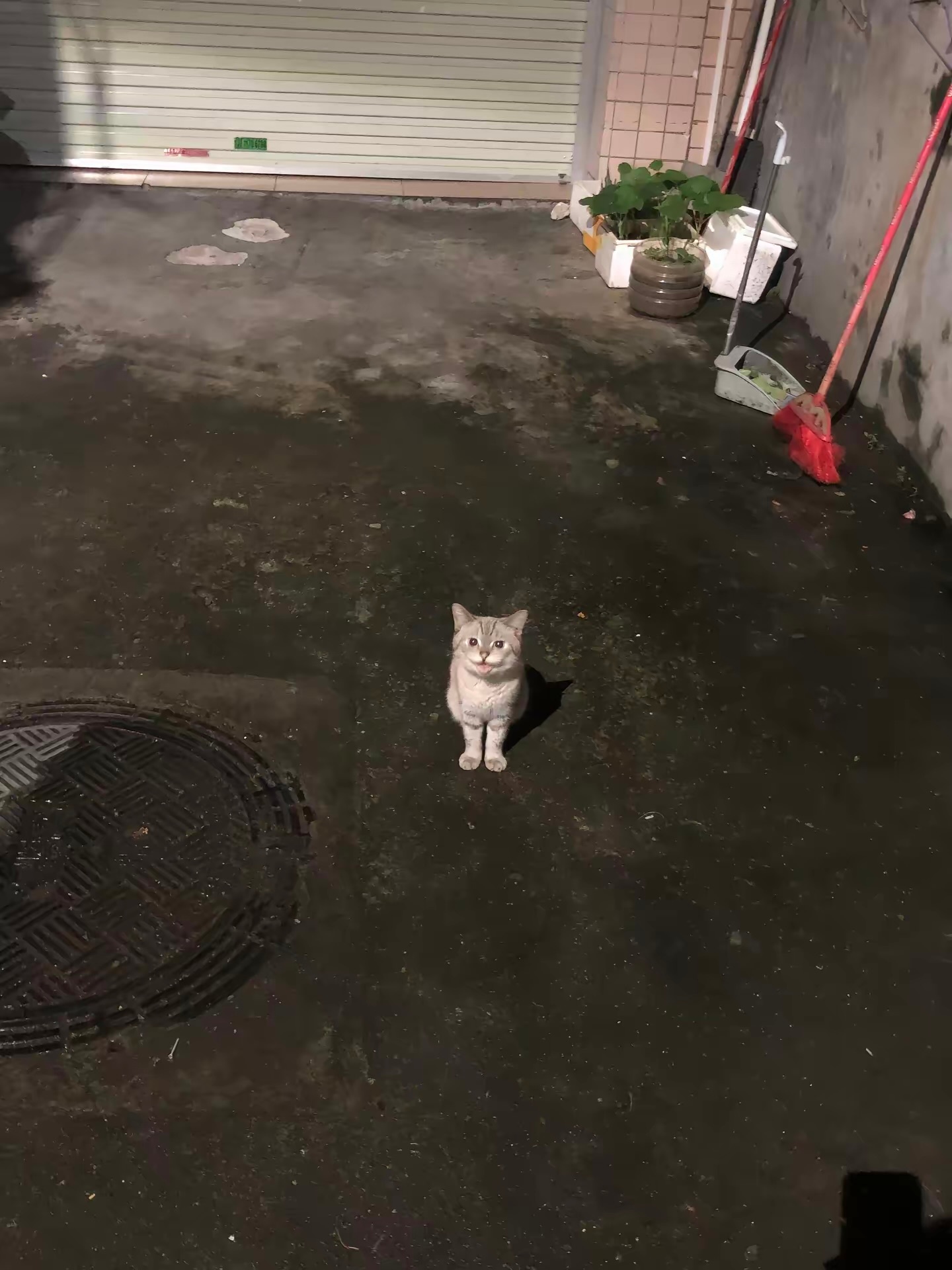 青蛙小猫🐸🐱 