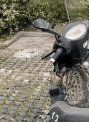 猫科动物都是这样的，
很灵敏。
