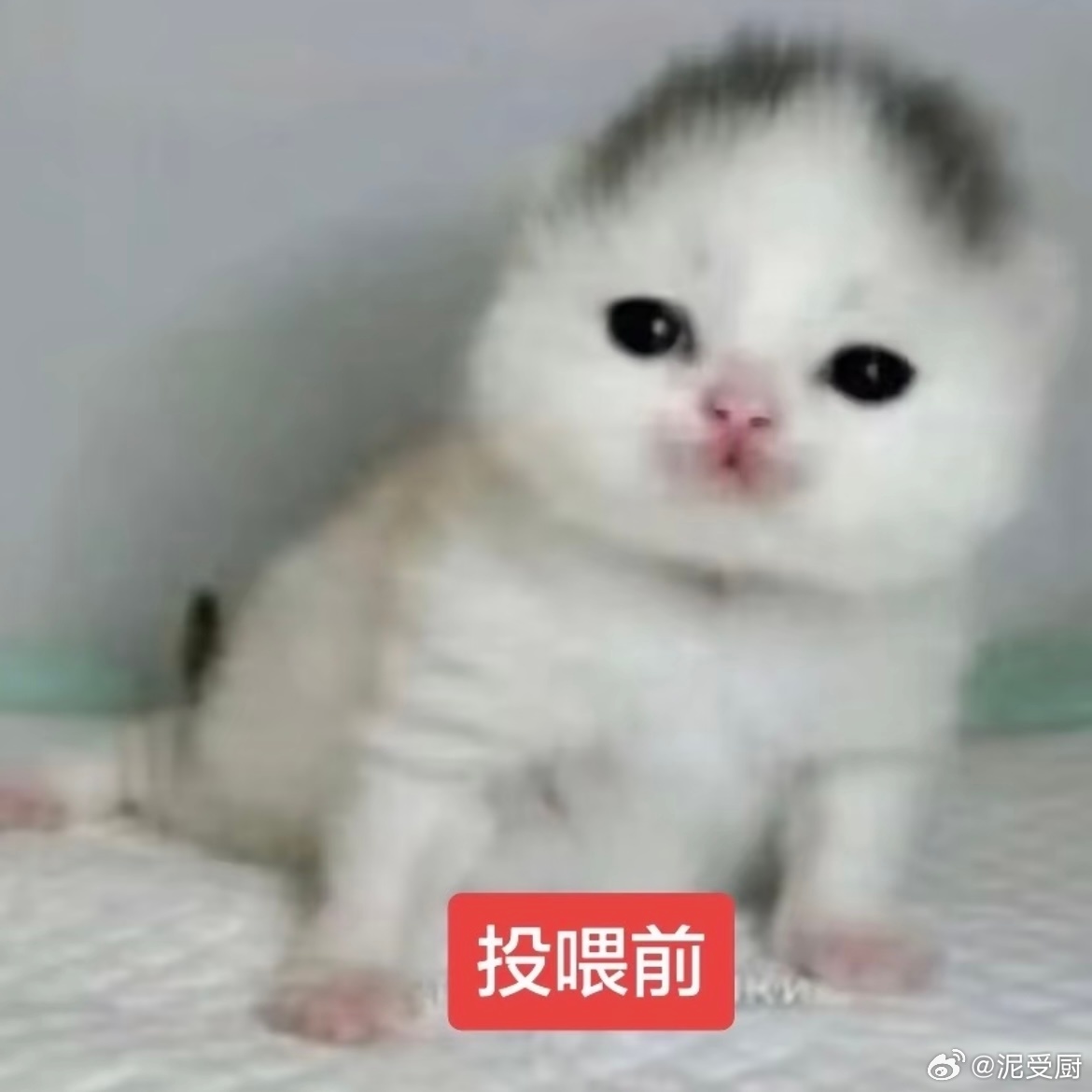 15592明珠蓬松前vs蓬松后 