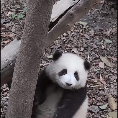 熊猫守护者  星期日，艾瑞巴蒂，嗨起来瞧瞧这黑白分明，身体圆润，憨态可掬的熊猫它