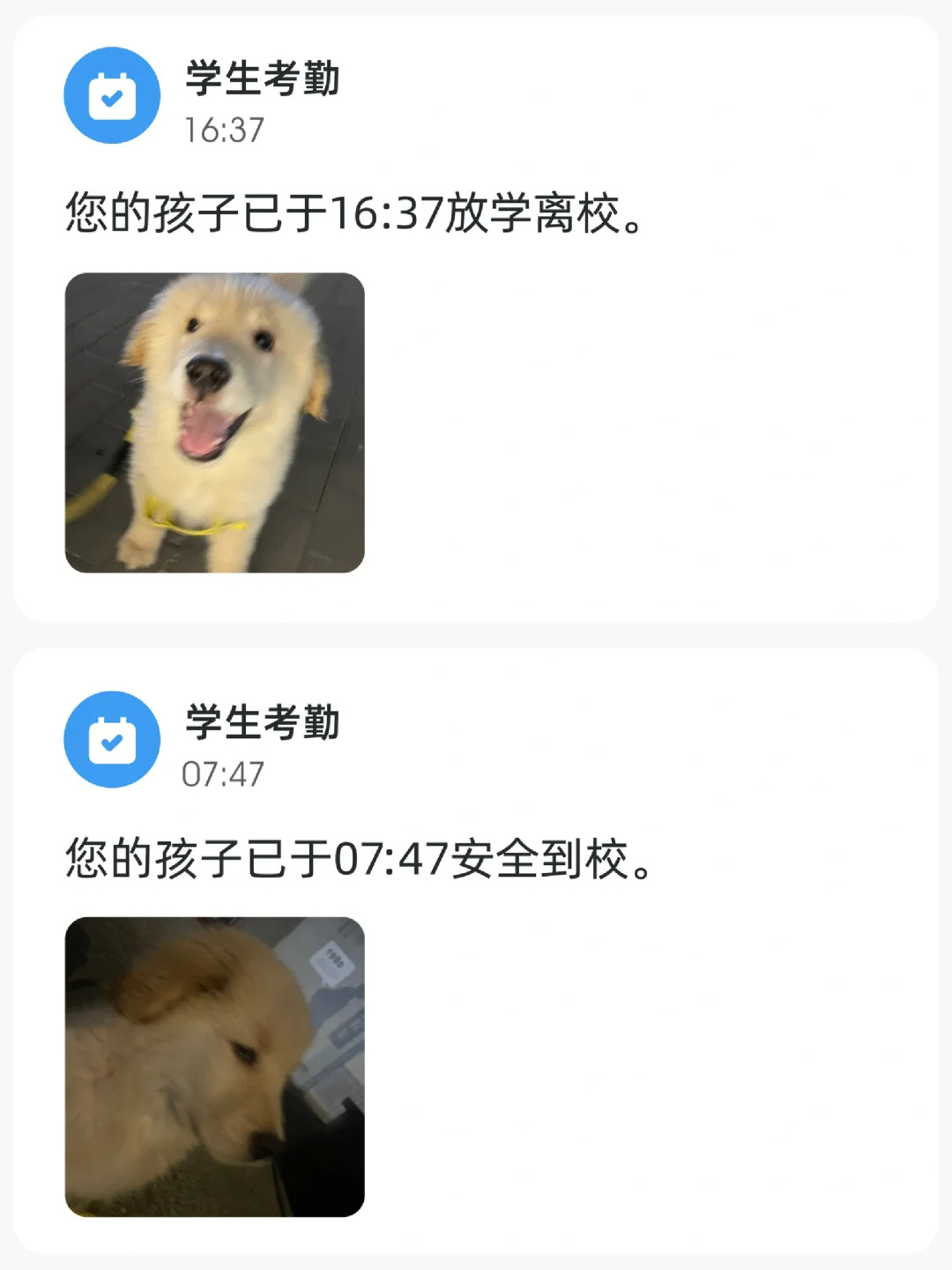 上学对小狗的影响也很明显 ​​​