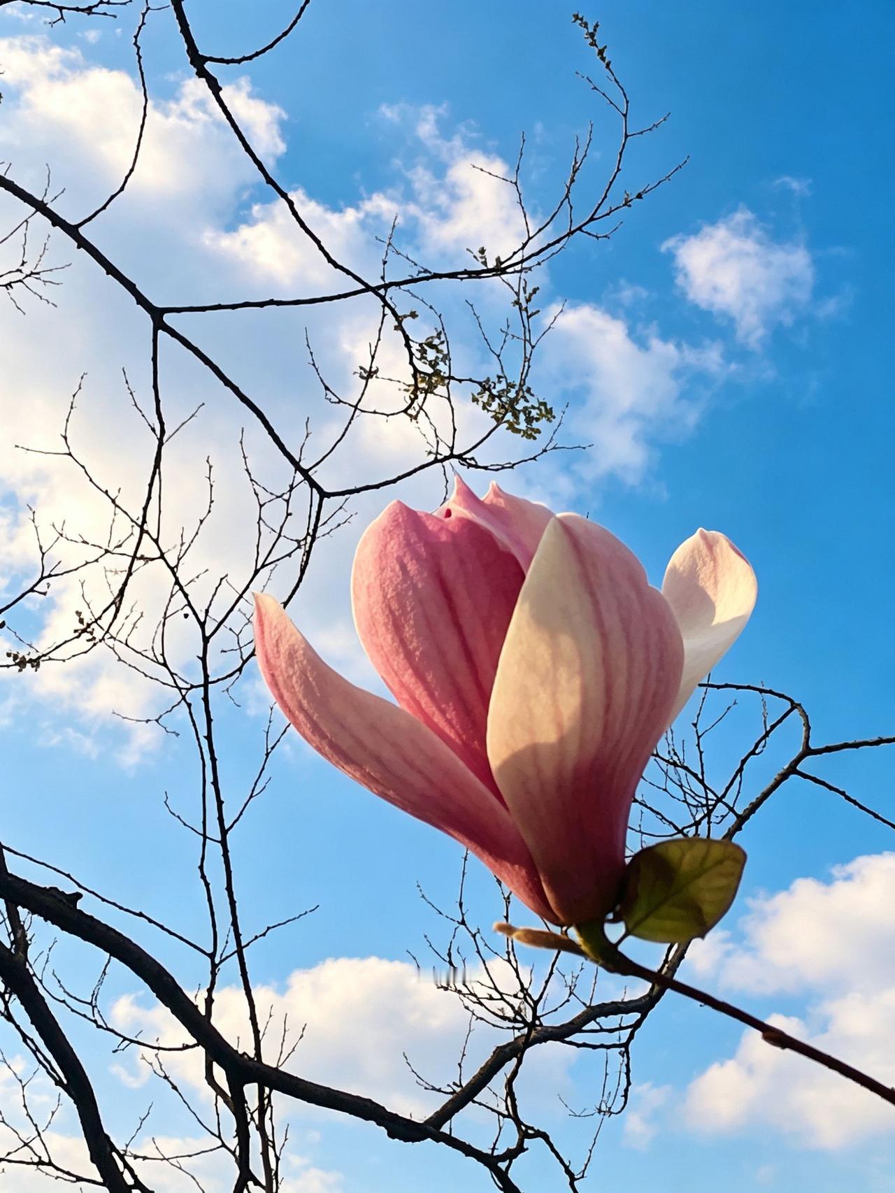 玉兰花白玉兰自然景观 记录真实生活 春天我的图片