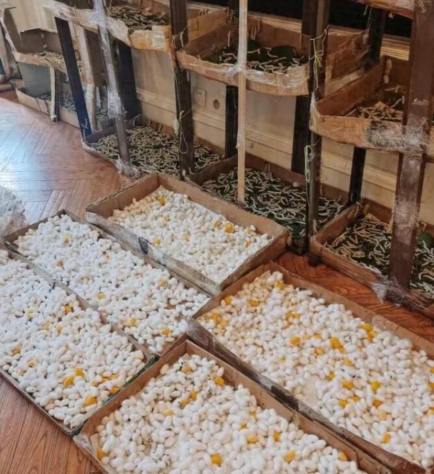17 天万茧成被！武汉男子纯手工复刻古法蚕丝被，一针一线全是父爱。

工业化流水